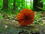 Marasmius siccus image