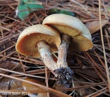 Suillus cothurnatus image