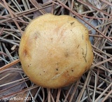 Suillus cothurnatus image