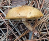Suillus cothurnatus image