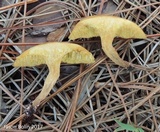 Suillus cothurnatus image