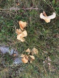 Marasmius oreades image