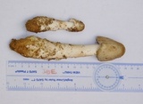 Amanita submaculata image