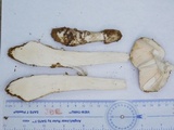 Amanita submaculata image