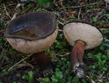 Porphyrellus brunneus image