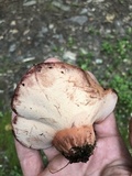 Fistulina hepatica image