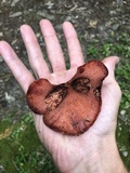 Fistulina hepatica image