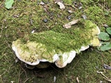 Oxyporus populinus image