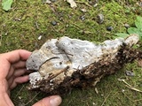 Oxyporus populinus image