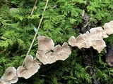 Stereum striatum image