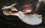 Meripilus sumstinei image