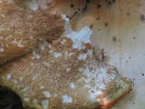 Meripilus sumstinei image