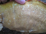Meripilus sumstinei image