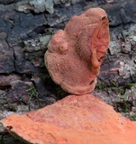 Hapalopilus rutilans image