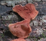Hapalopilus rutilans image