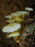 Gliophorus chromolimoneus image