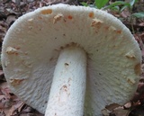 Amanita rhopalopus image