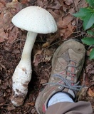 Amanita rhopalopus image
