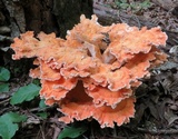 Laetiporus cincinnatus image