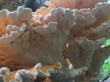 Laetiporus cincinnatus image