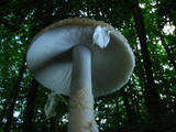 Amanita multisquamosa image