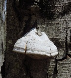 Fomes excavatus image