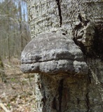 Fomes excavatus image