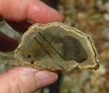 Fomes excavatus image