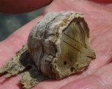 Fomes excavatus image