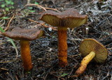 Cortinarius caryotis image