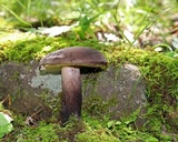 Tylopilus alboater image