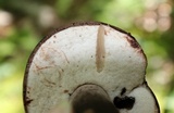 Tylopilus alboater image