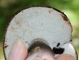 Tylopilus alboater image