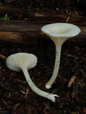 Entoloma peralbidum image