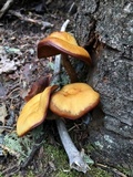 Kuehneromyces lignicola image