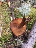 Kuehneromyces lignicola image