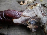 Ganoderma lucidum image