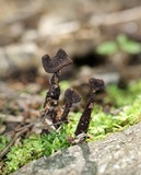 Inocybe tahquamenonensis image