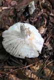 Amanita hesleri image