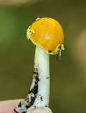 Amanita elongata image