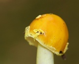 Amanita elongata image