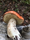 Leccinum insigne image