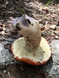 Leccinum insigne image