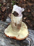 Leccinum insigne image