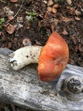 Leccinum insigne image