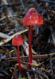 Mycena ura image