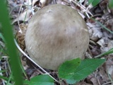 Amanita submaculata image
