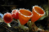 Microstoma floccosum image