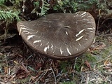Tylopilus porphyrosporus image