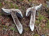 Tylopilus porphyrosporus image
